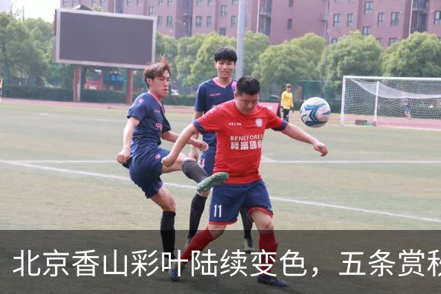 北京香山彩叶陆续变色，五条赏秋线路各有特点